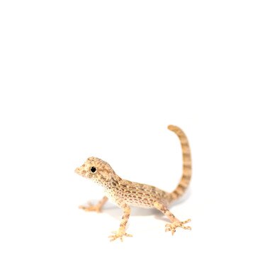 Scorpion Gecko